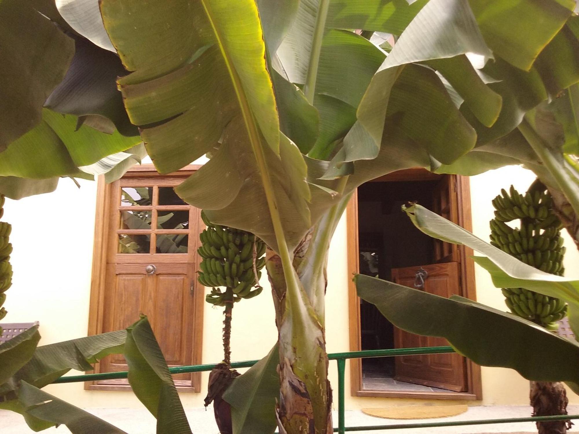 Casa Rural Llano Campo Hermigua Exterior photo